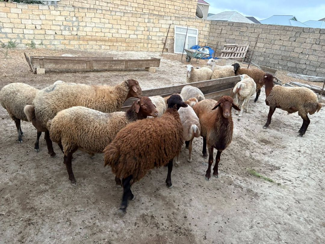 Qoyunlar — Heyvanlar, Bakı (10)