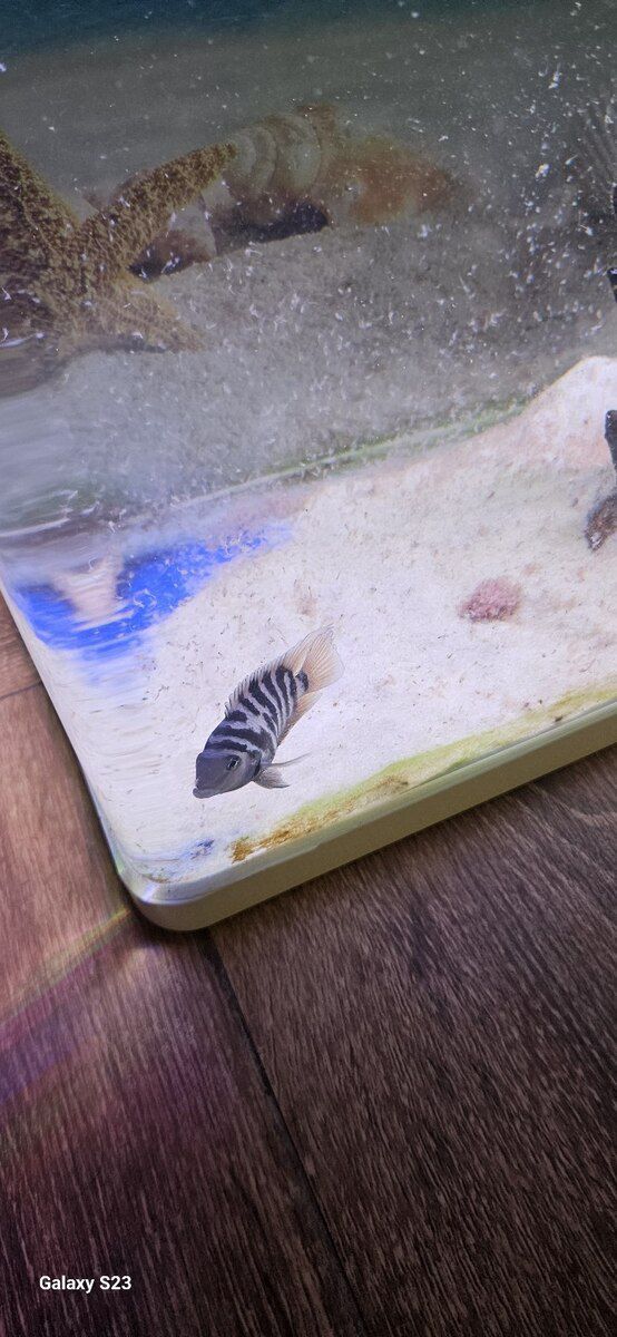 Zebra balığı — Akvariumlar və balıqlar, Bakı (2)