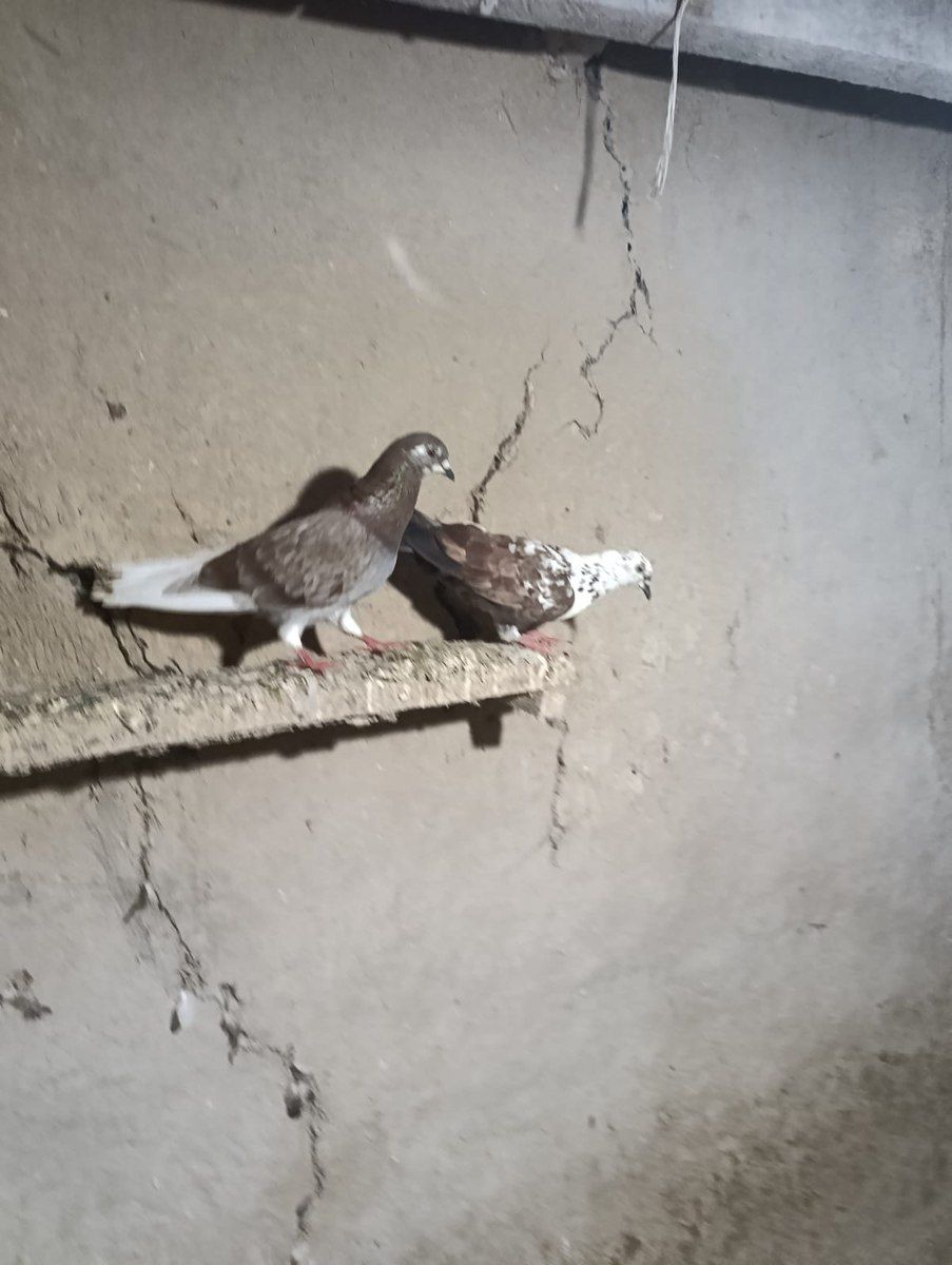 Göyərçinlər — Quşlar, Cəlilabad (3)