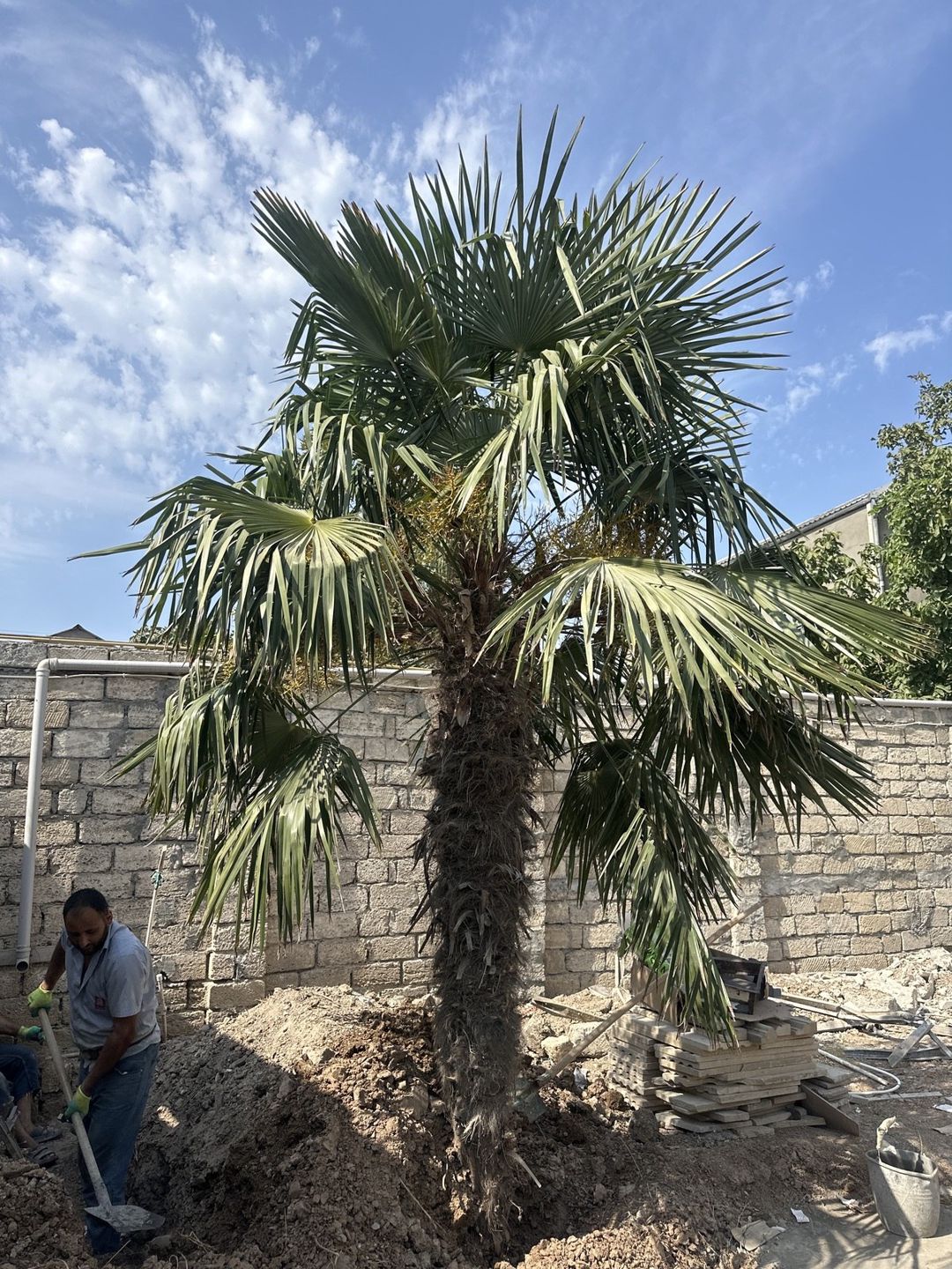 Palma — Bitkilər, Bakı (2)