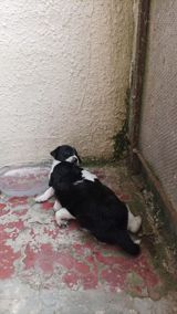 2 eded qalib o biriler satilib 2sidə dişidi yeni qizdi temiz ov iti — Heyvanlar