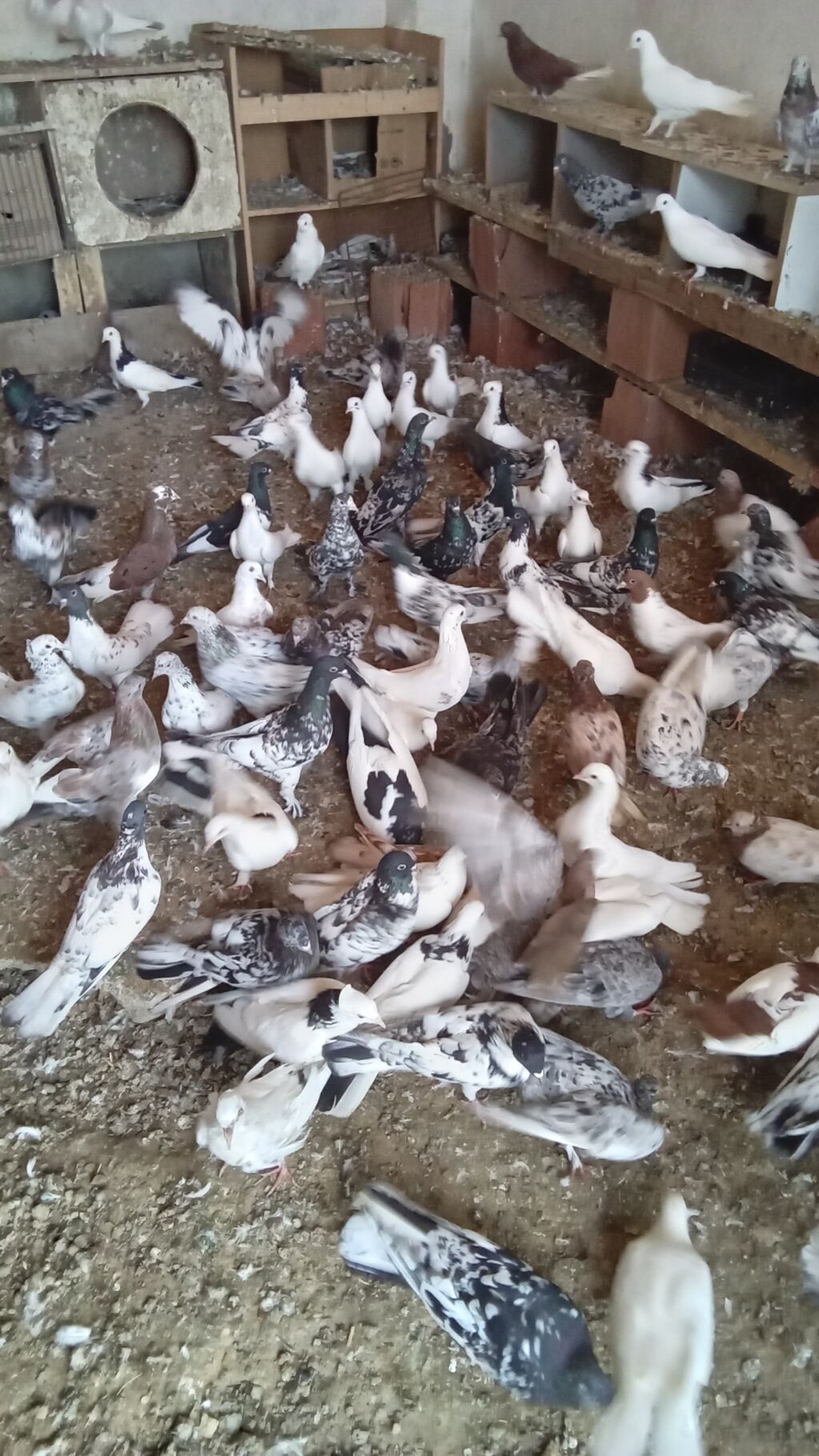 Tərgitmə quşlardı kom satılır 100 yaxın göyərçindi hamısı seçmə — Quşlar, Bakı (3)
