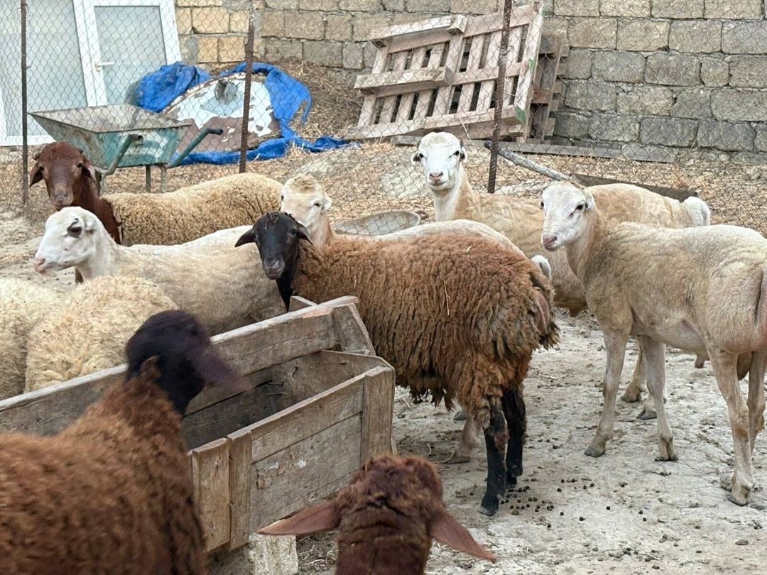 Qoyunlar — Heyvanlar, Bakı (3)