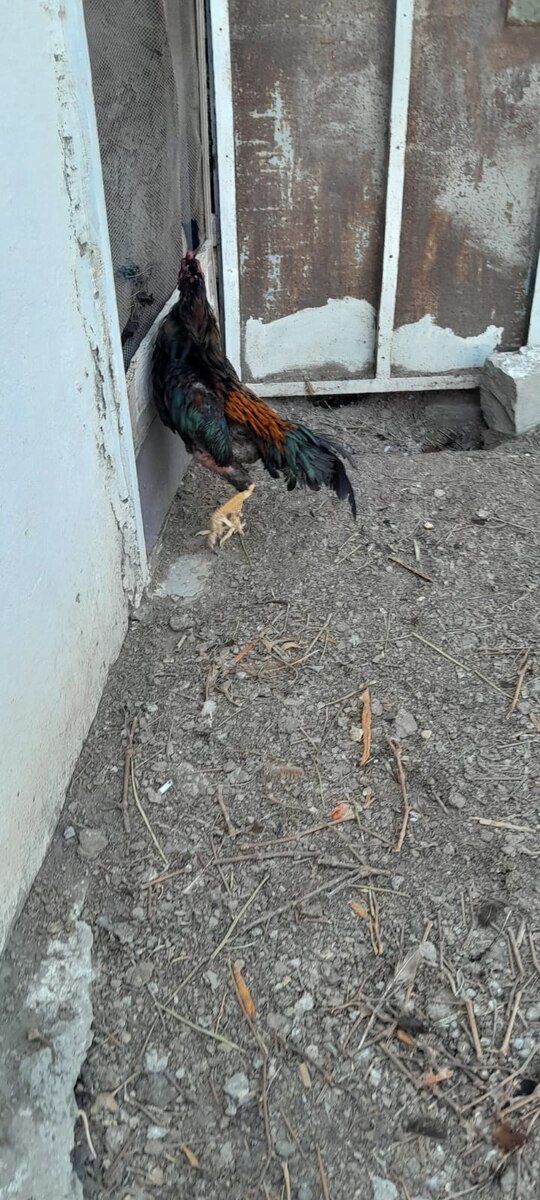 Heyratı xoruzu — Quşlar, Bakı (7)