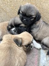 Pekines — Животные