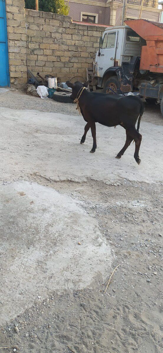 İnək — Heyvanlar, Bakı (5)
