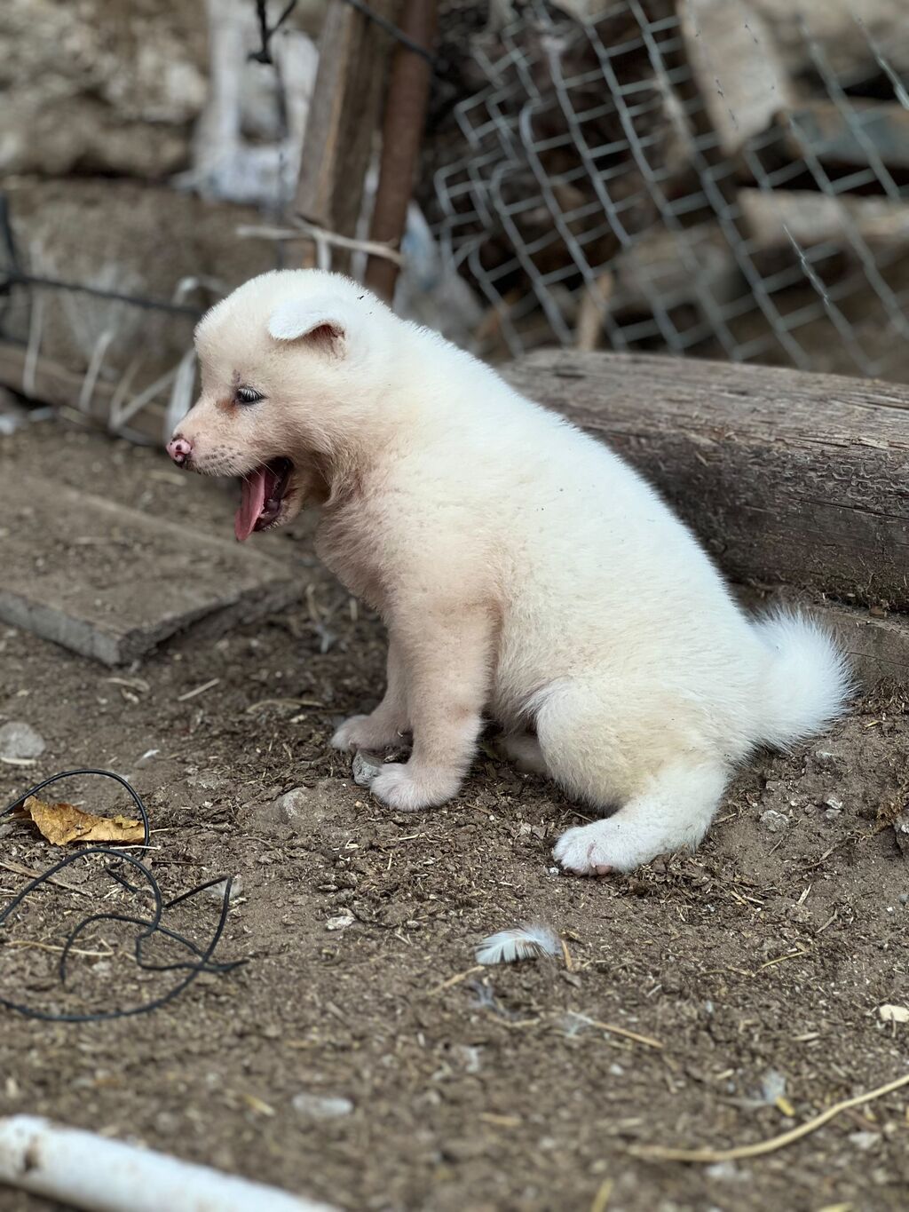 Cins:Akita uni (şirin, toppuş, orta-böyük ölçü qrupuna aid) Rənglər — Heyvanlar, Digah (10)