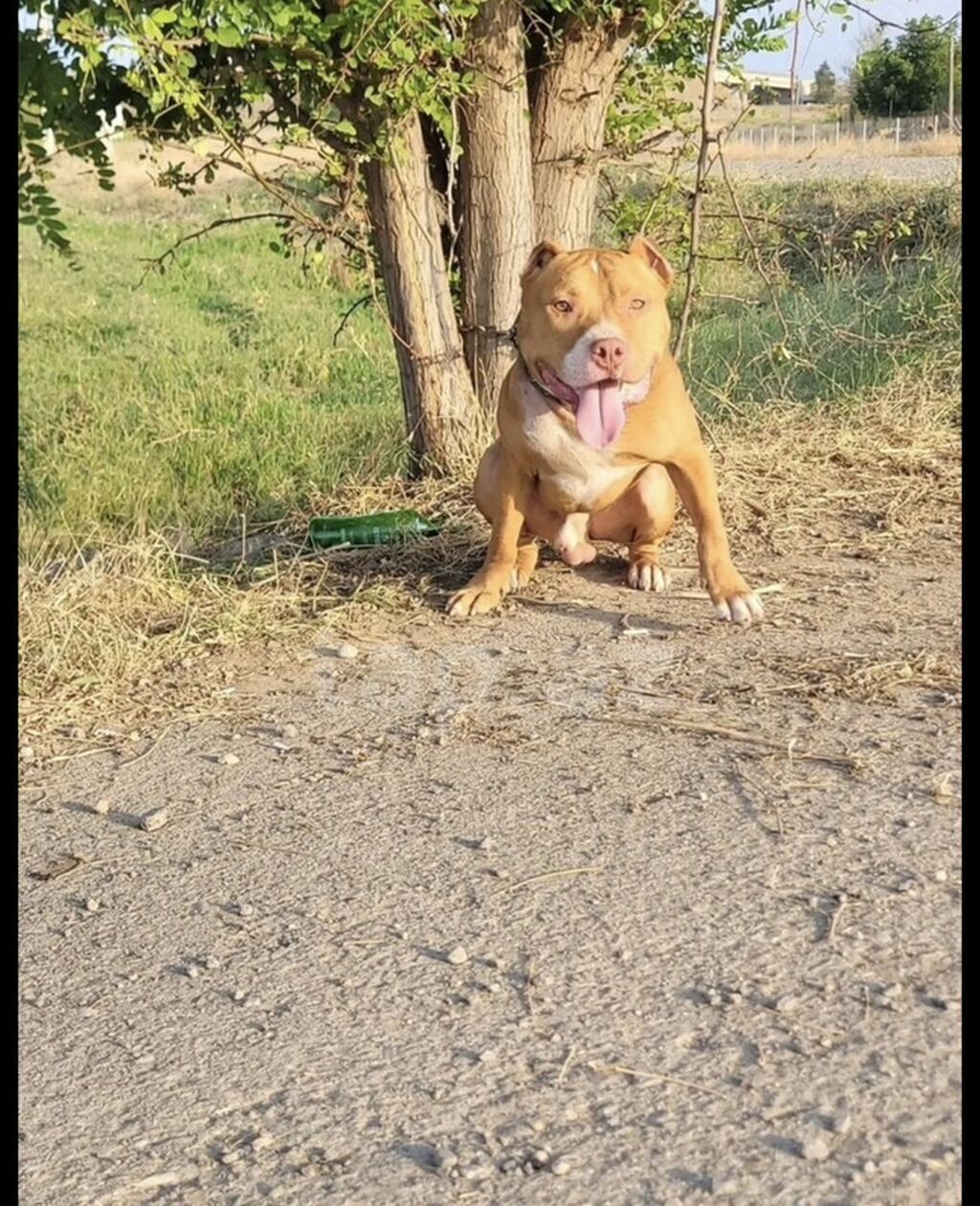 Pitbul, 1 il, Erkək, Peyvəndli, Ünvandan götürmə — Heyvanlar, Gəncə