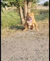 Pitbul, 1 il, Erkək, Peyvəndli, Ünvandan götürmə — Hayvanlar