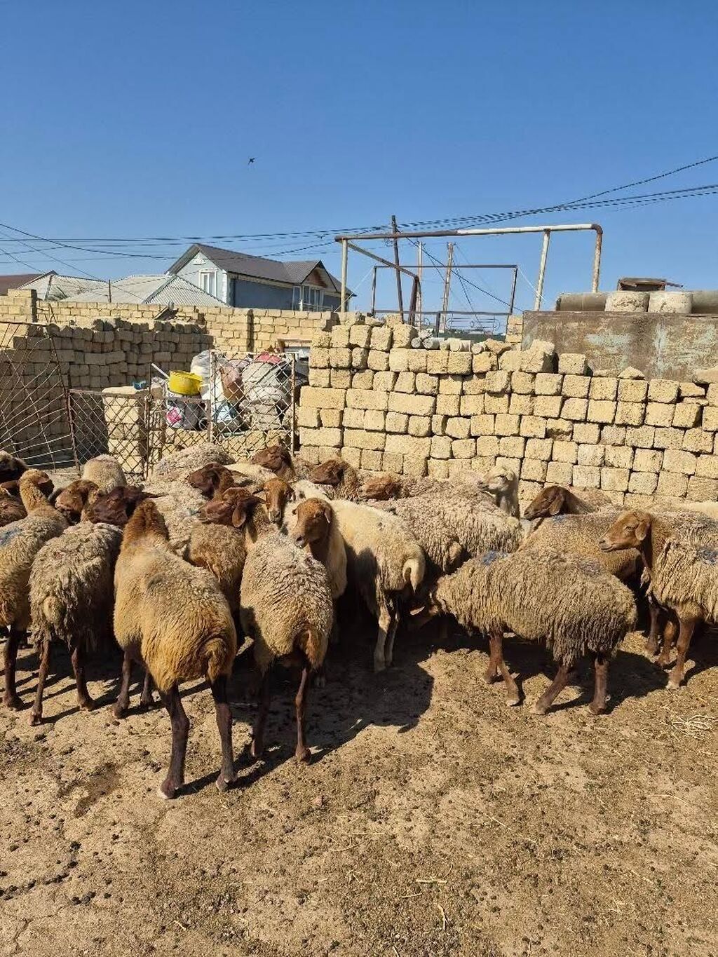 Satlıq qoyun sürüsü. Şəkillərdə bir neçə başdan ibarət sürü görünür — Heyvanlar, Mehdiabad (3)