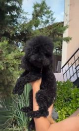 Pudel, 11 ay, Erkək — Yagmur