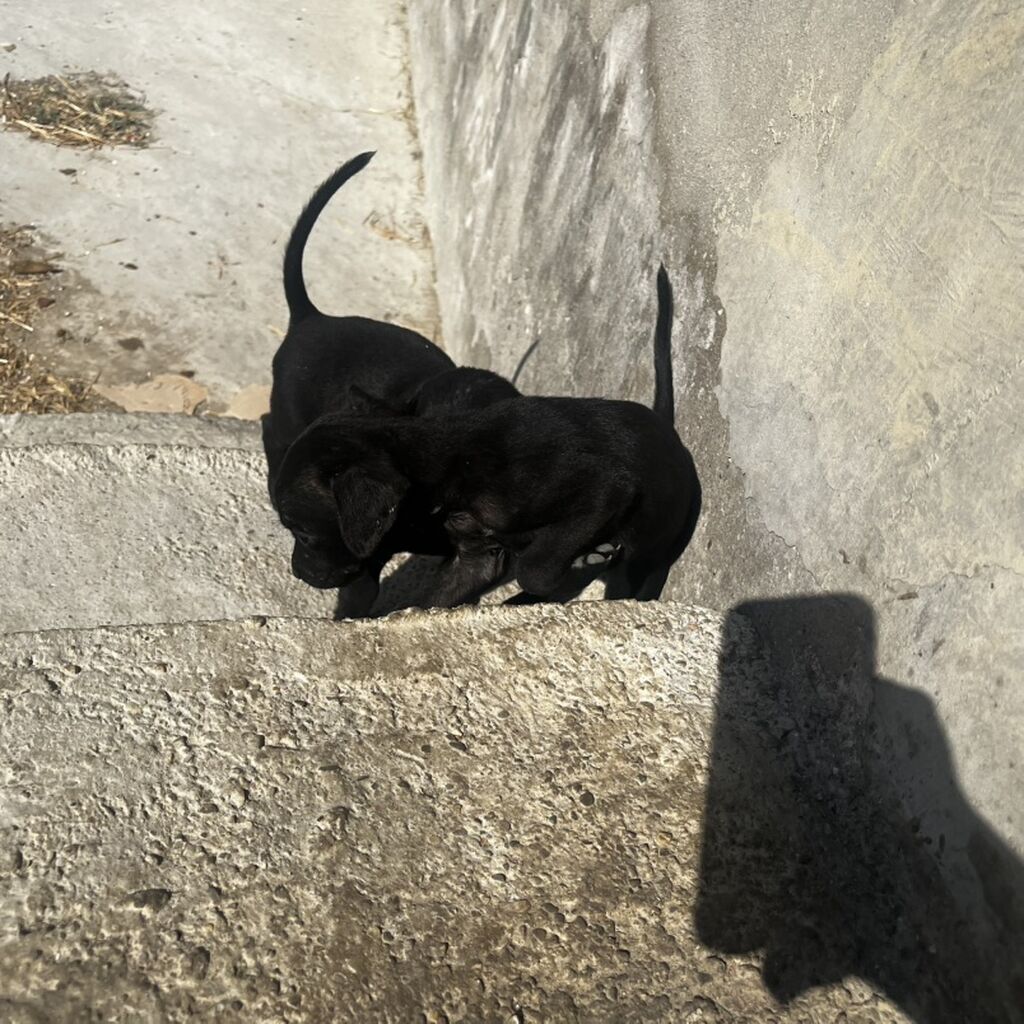 Peyvəndli — Heyvanlar, Xırdalan