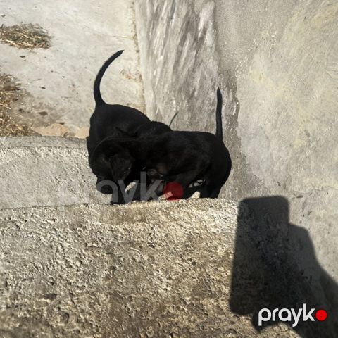 Peyvəndli