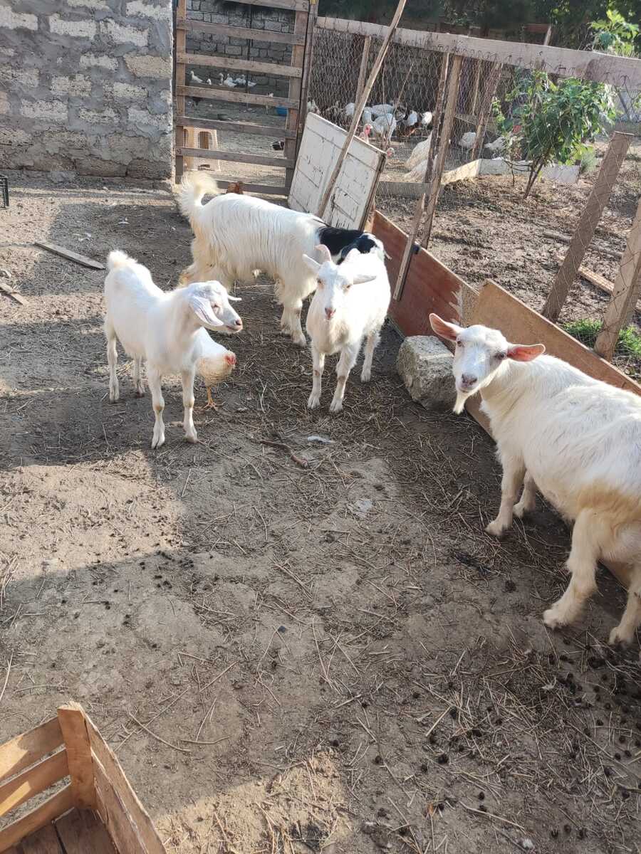 Keçilər — Heyvanlar, Bakı (5)