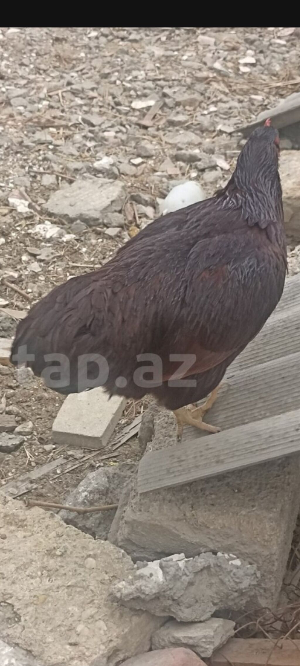 Tam sağlam heyvanlardi təmiz qan red islanddir tünd qırmızı rəngdir 1 — Heyvanlar, Digah