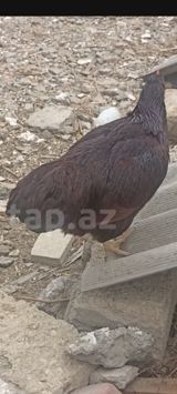 Tam sağlam heyvanlardi təmiz qan red islanddir tünd qırmızı rəngdir 1 — Heyvanlar