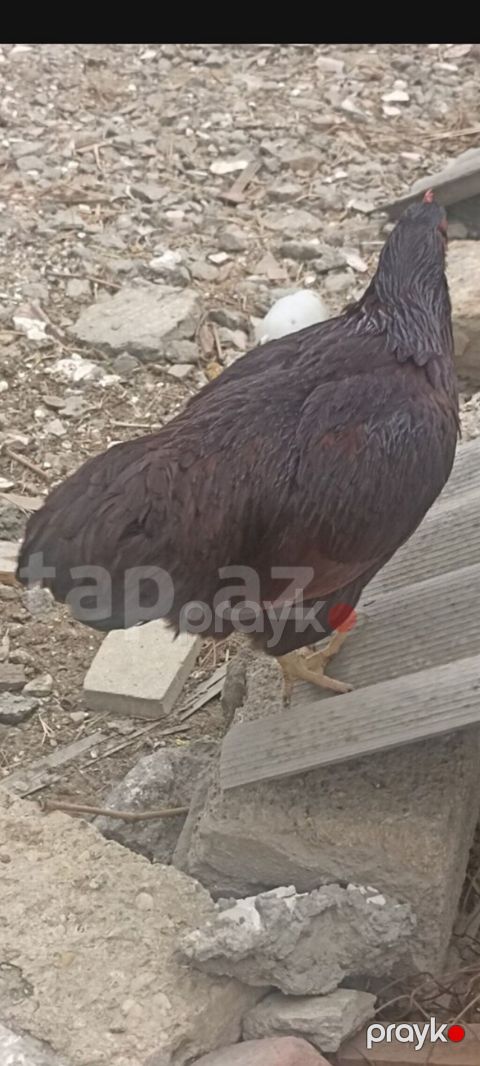 Tam sağlam heyvanlardi təmiz qan red islanddir tünd qırmızı rəngdir 1