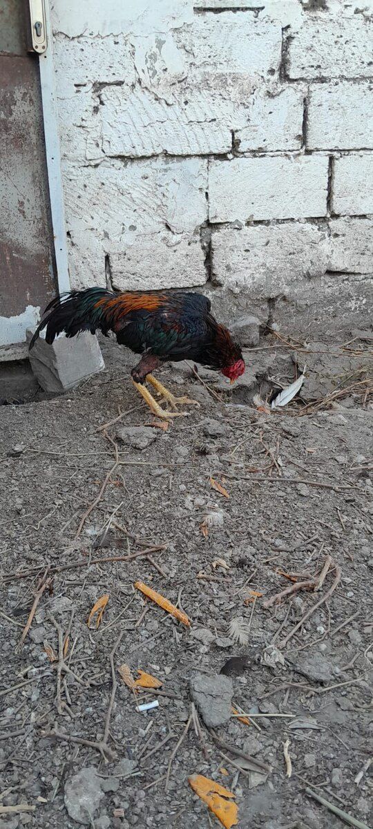 Heyratı xoruzu — Quşlar, Bakı (8)