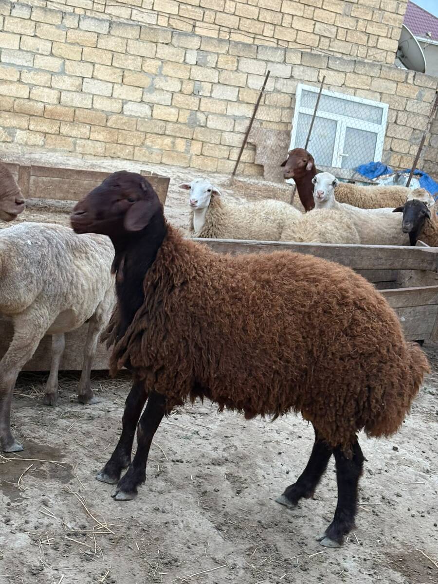 Qoyunlar — Heyvanlar, Bakı (12)