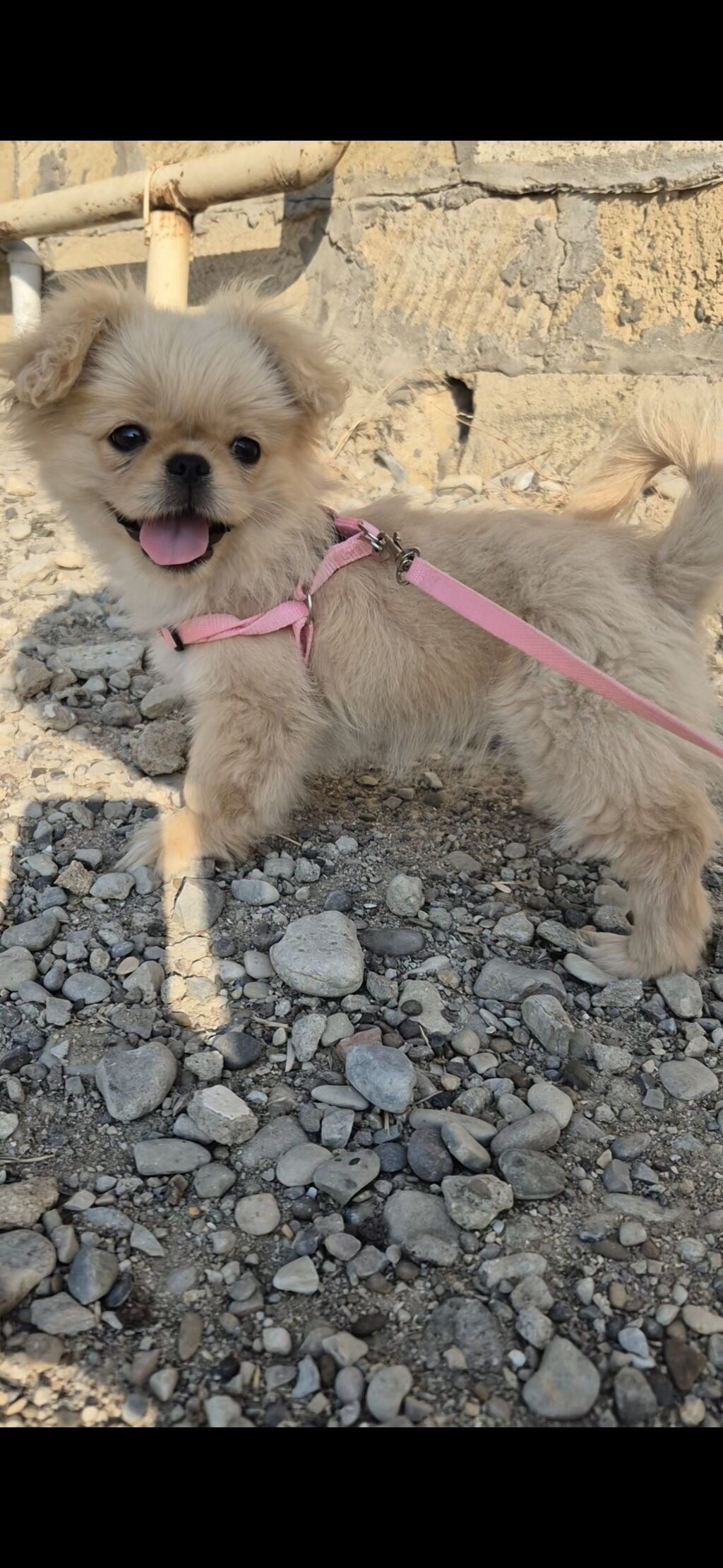 Pekines, 5 ay, Dişi, Peyvəndli — Heyvanlar, Bakı (2)