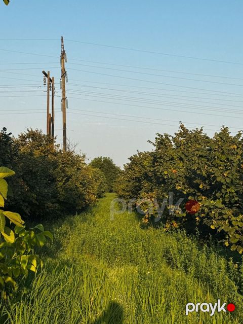 237 sot, Kənd təsərrüfatı, Mülkiyyətçi, Kupça (Çıxarış)