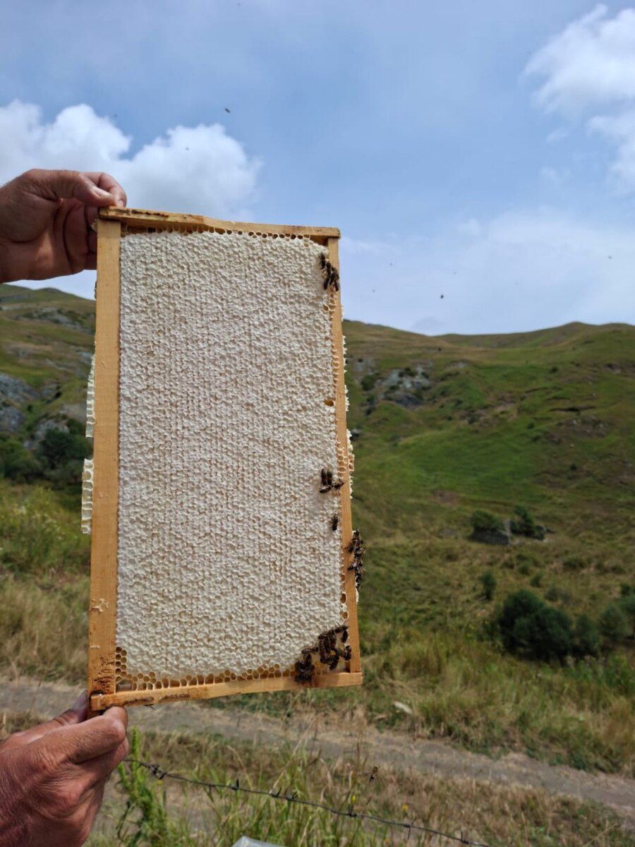 Qaratikan balı — Toyuq və xoruz, Bakı (2)