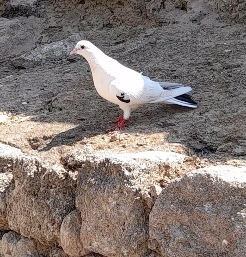 Orta qara quyrug erkey — Quşlar, Bakı (5)