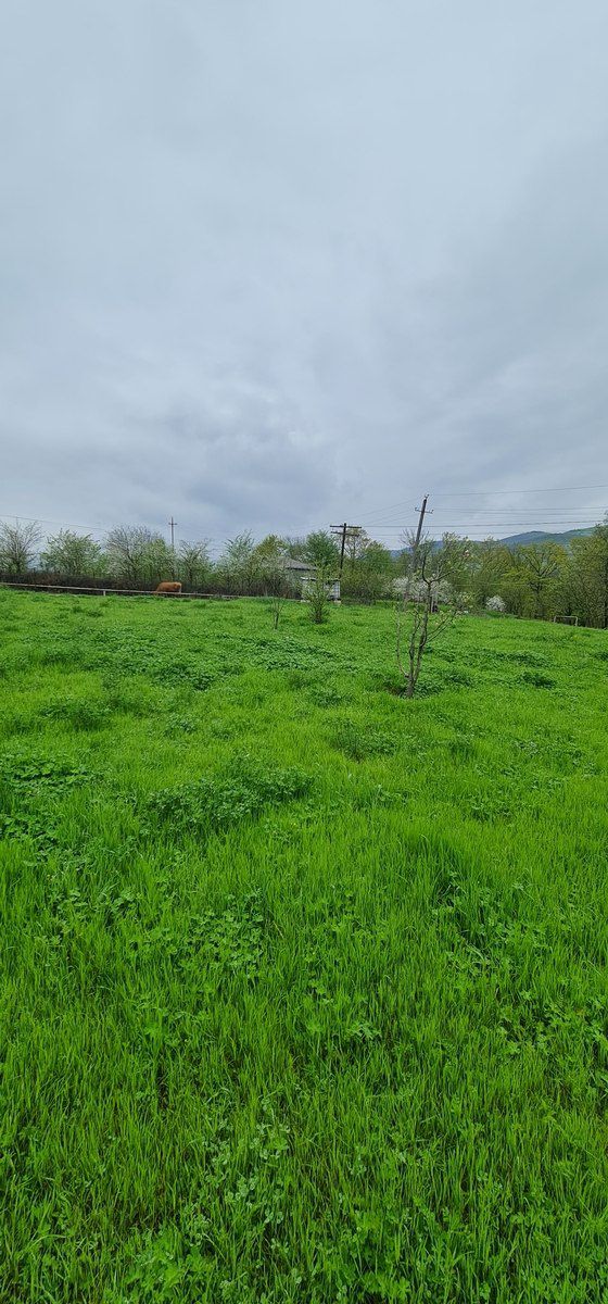 12 sot torpaq sahəsi, Quba r. — Torpaq, Quba (3)