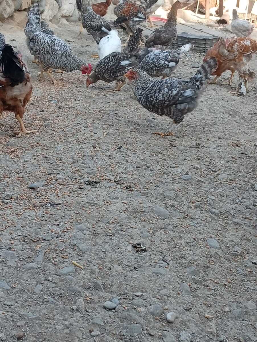 Çolpa — Quşlar, Gəncə (5)