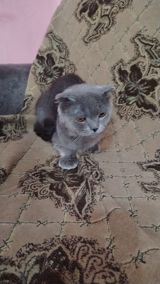 Şotland yastı qulaq, Erkək, Cütləşmə üçün — Animals