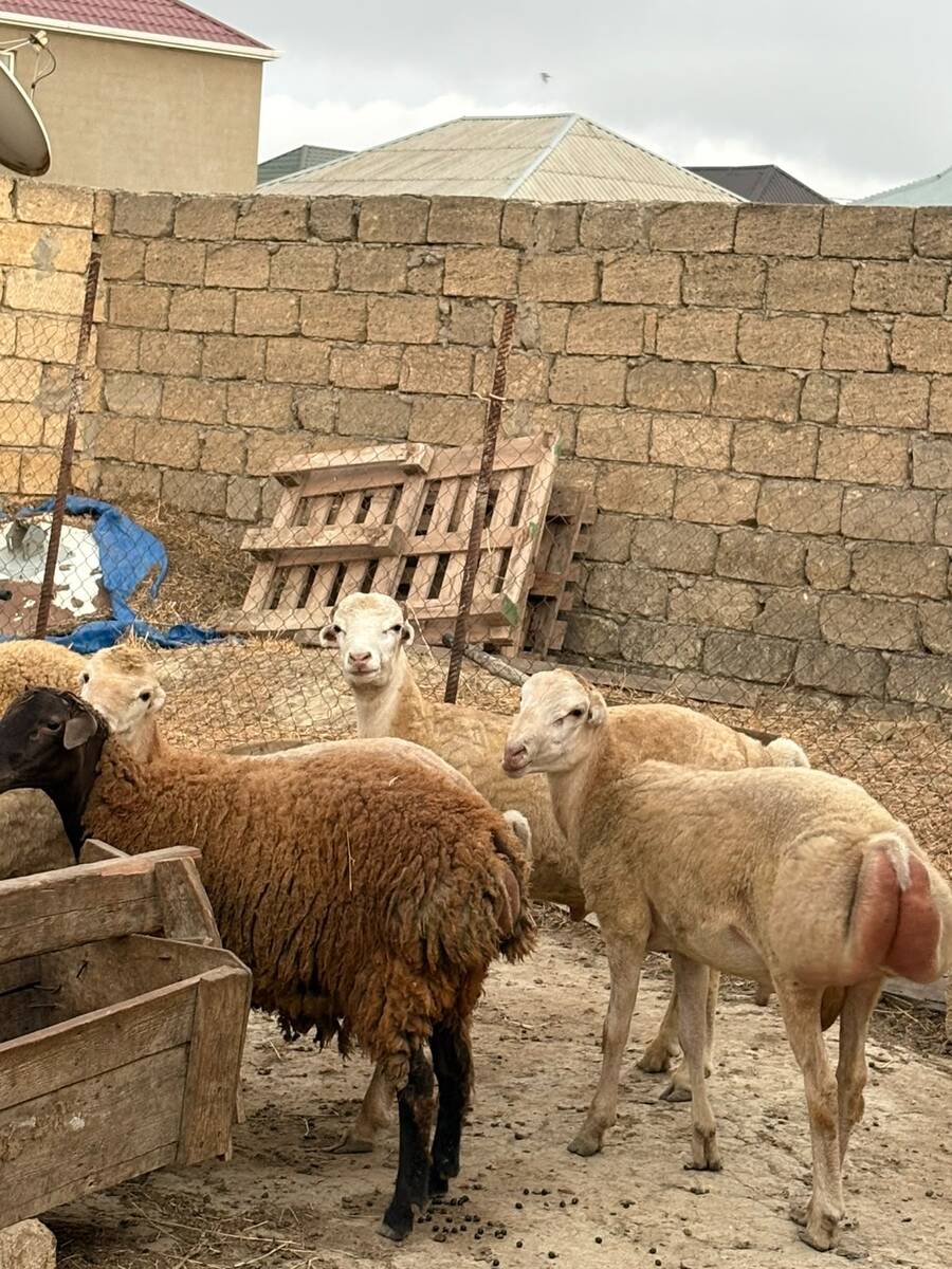 Qoyunlar — Heyvanlar, Bakı (11)