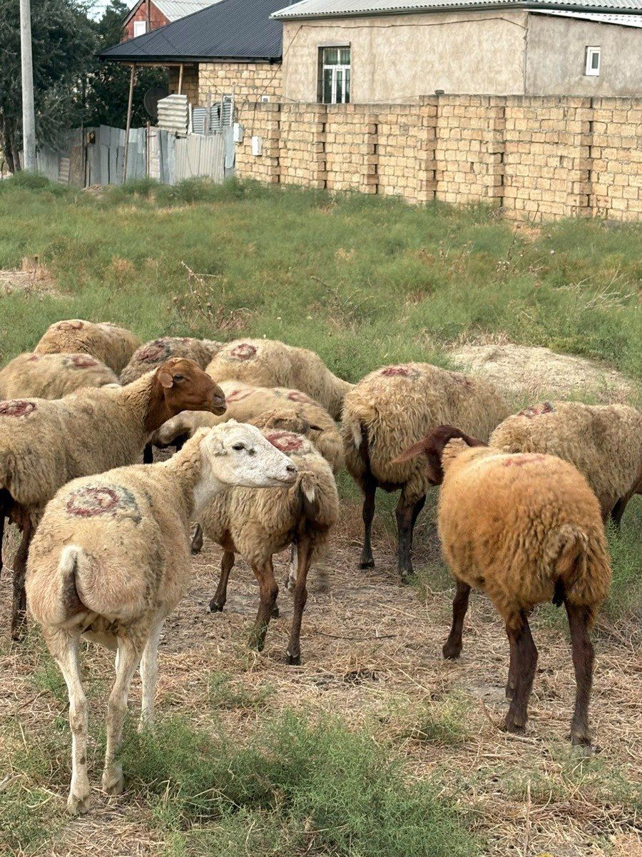 Qoyunlar — Heyvanlar, Bakı (7)