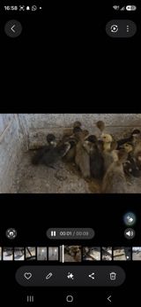 Ördək balaları 1 aylq 1heftelik. Balaların arasında qara, sarı və — Животные