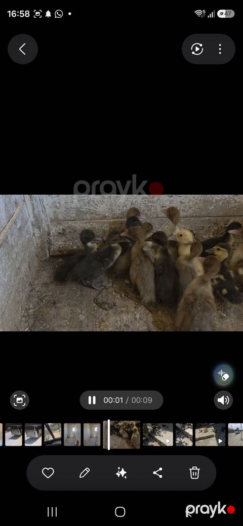 Ördək balaları 1 aylq 1heftelik. Balaların arasında qara, sarı və