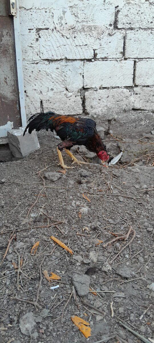 Heyratı xoruzu — Quşlar, Bakı (2)