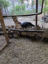 Toyuq, Yumurtalıq — Heyvanlar