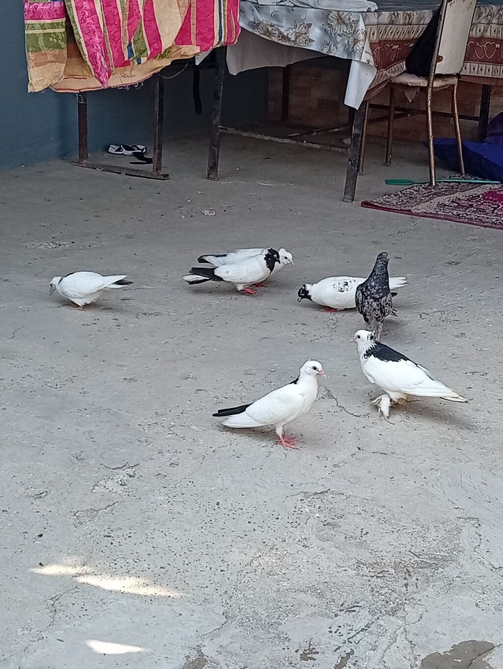 Tam sağlam quşlardi 2 cüt 2 bala 1 əbrəşdi altında 4 yumurtaları da — Quşlar, Xırdalan (4)