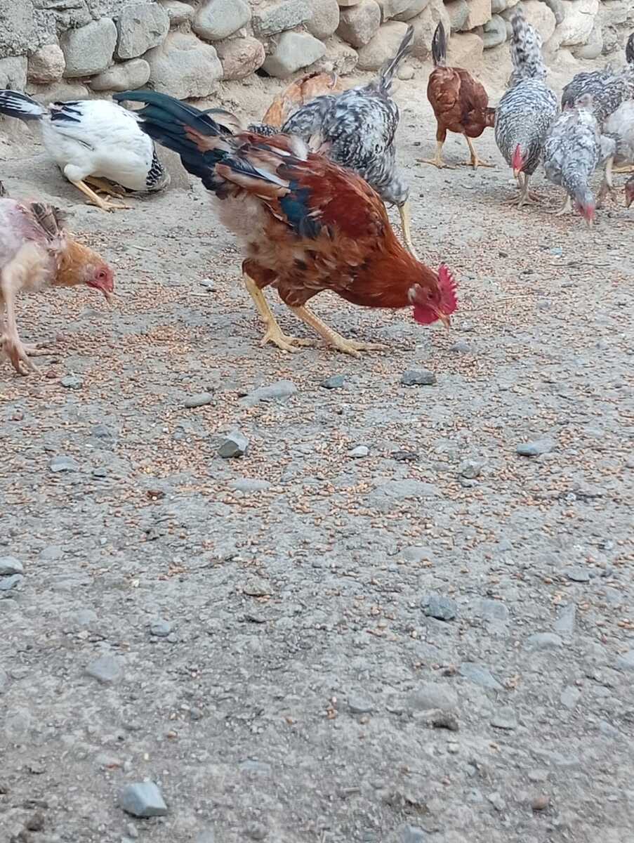 Çolpa — Quşlar, Gəncə (2)