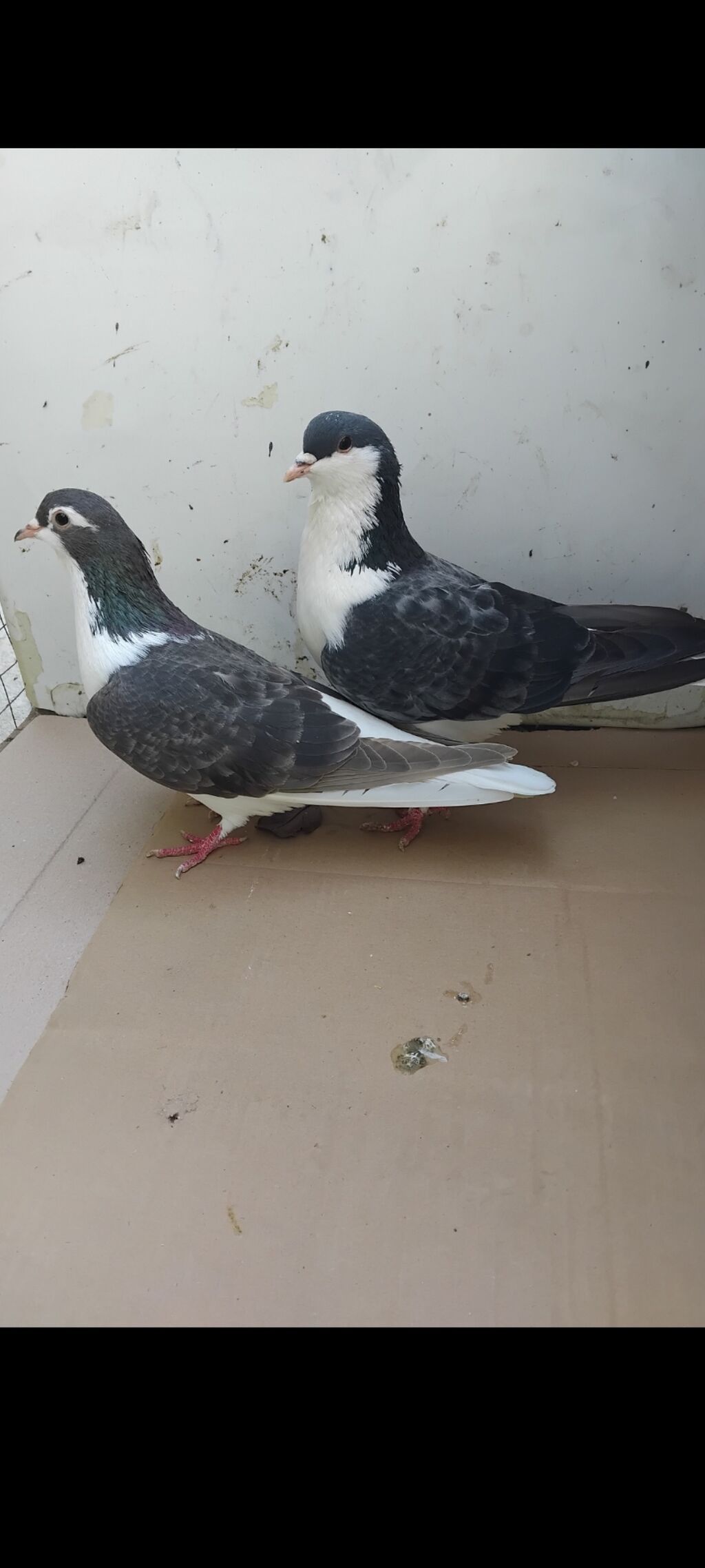 12 eded delfin 5 eded dekarativ qus topasin goturen olarsa 160 manat — Quşlar, Mingəçevir (5)