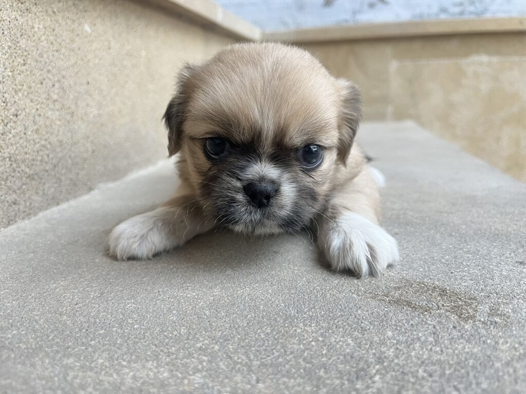 Pekines — Heyvanlar, Xırdalan (7)