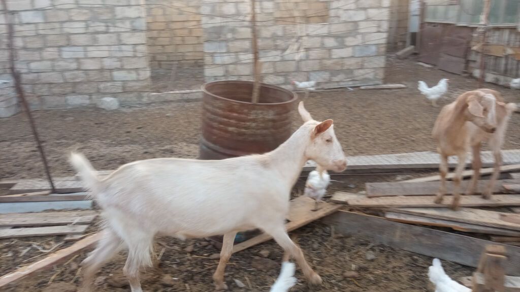 Ana bala Sani cavan heyvadır balası 5aylıqdır erkək diri cəki 26kq — Heyvanlar, Pirəkəşkül (3)
