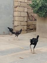 5 ay yarım 4 dənəsi 150 azn Şəkillərdə görünən quşlar uzunayaqlı, dik — Heyvanlar
