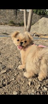 Pekines, 5 ay, Dişi, Peyvəndli — Животные