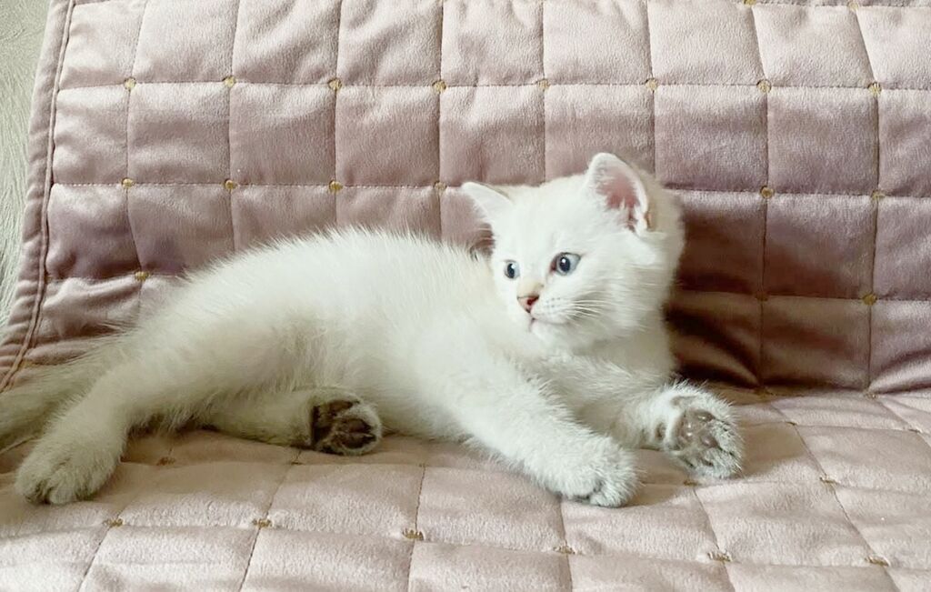 Şinşilla, Erkək, Dişi, Yaxşı əllərə, Ünvandan götürmə, Pulsuz çatdırılma — Pişiklər, Bakı (6)