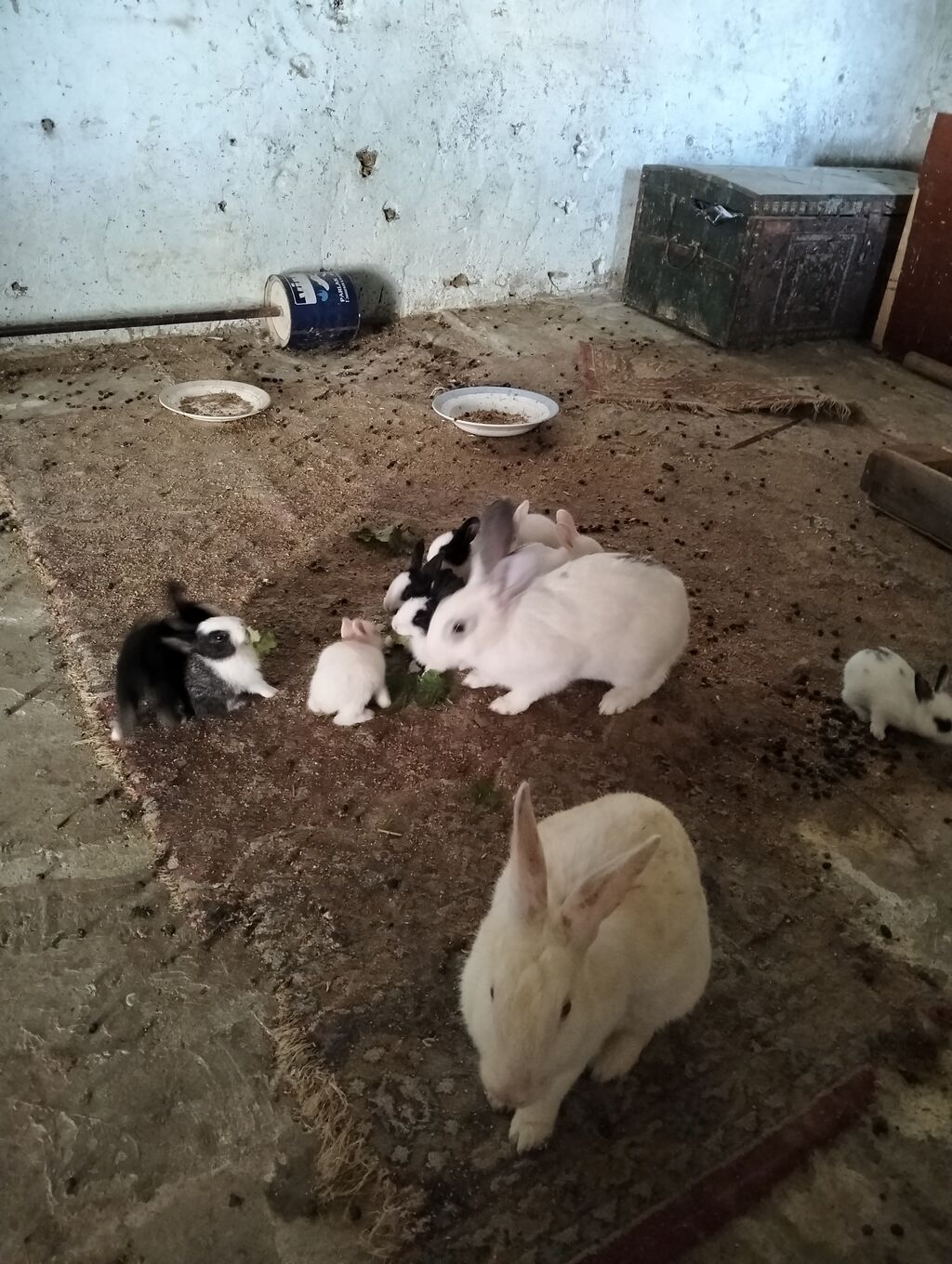 Şəkillərdə müxtəlif rəng və naxışlarda balaca dovşan balaları görünür — Dovşanlar, Xırdalan (7)
