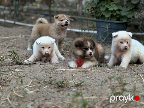 Cins:Akita uni (şirin, toppuş, orta-böyük ölçü qrupuna aid) Rənglər