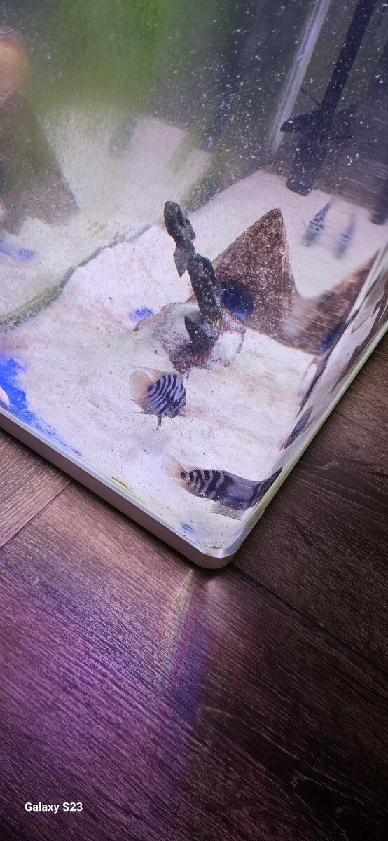 Zebra balığı — Akvariumlar və balıqlar, Bakı (3)