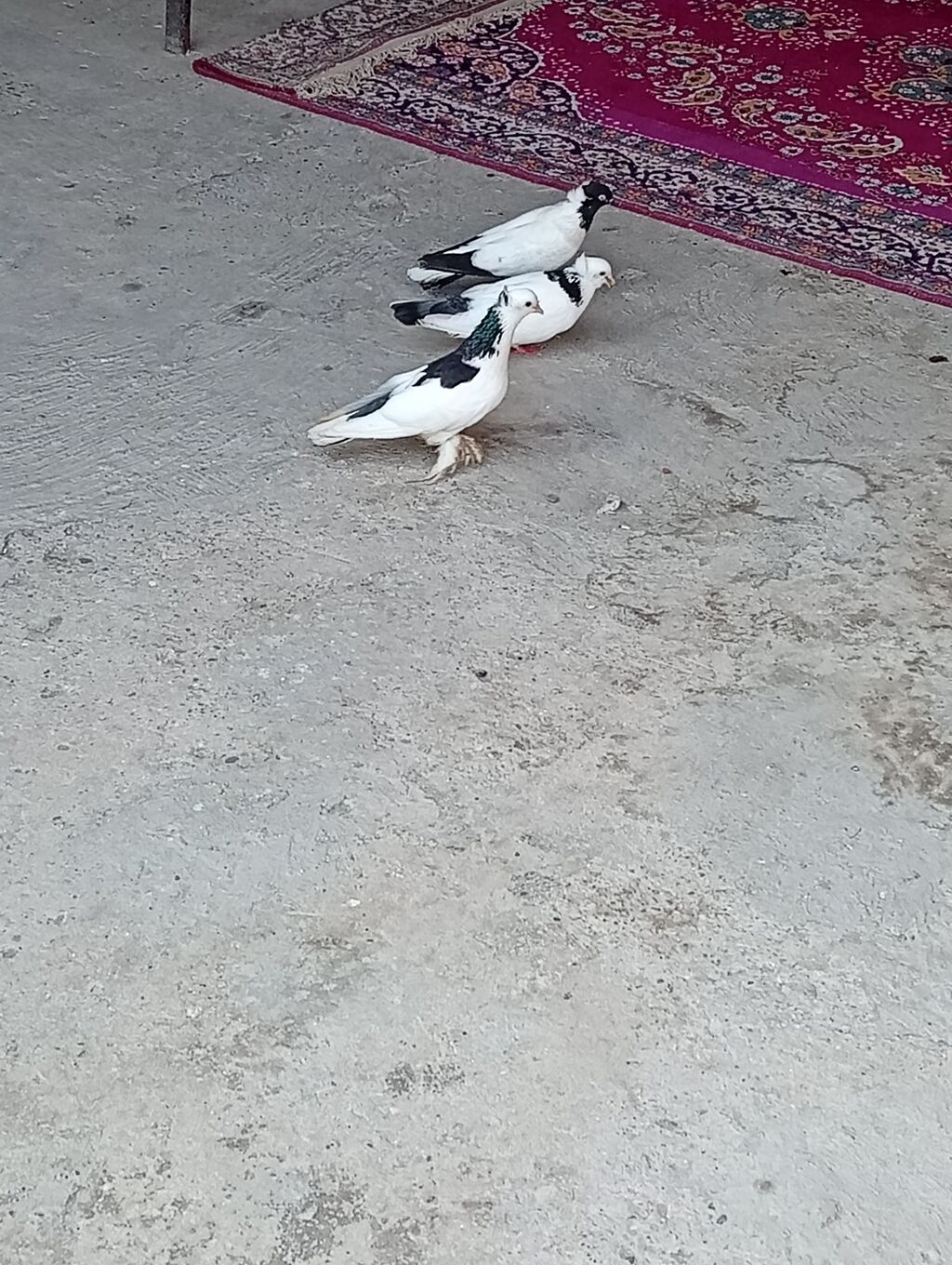 Tam sağlam quşlardi 2 cüt 2 bala 1 əbrəşdi altında 4 yumurtaları da — Quşlar, Xırdalan (3)