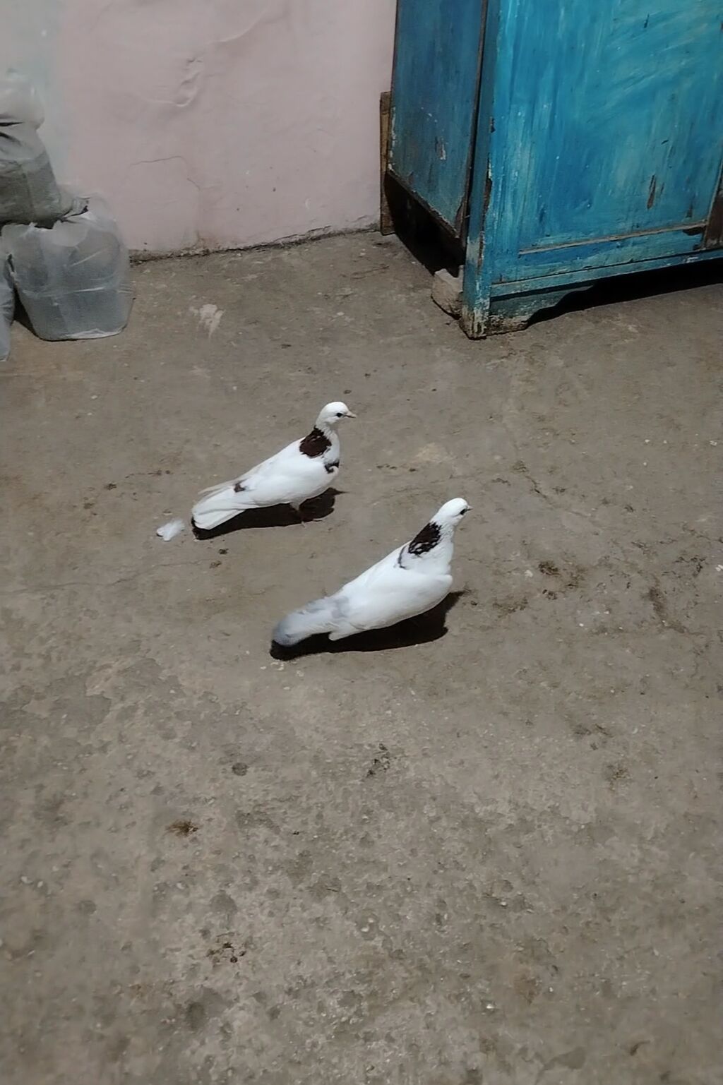 Bir cut qirmizi boynu gulu ikside tutulmadi tecili satilir saglam — Quşlar, Novxanı