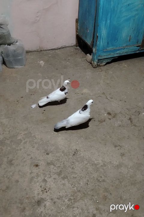 Bir cut qirmizi boynu gulu ikside tutulmadi tecili satilir saglam